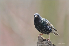 <p>ŠPAČEK OBECNÝ (Sturnus vulgaris) ---- /Common starling - Star/</p>